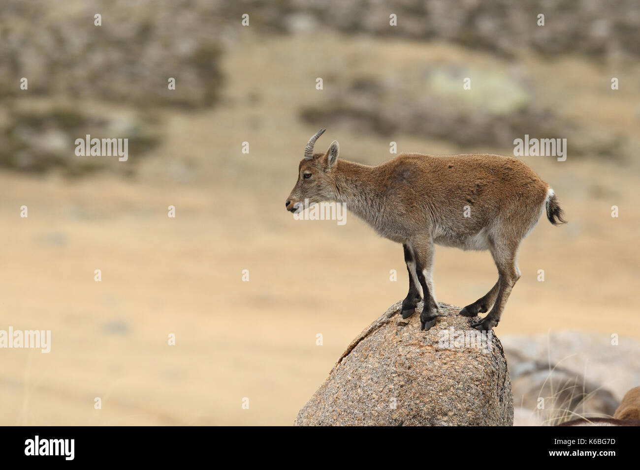 Ibex spagnolo - Stagione di accoppiamento Foto Stock