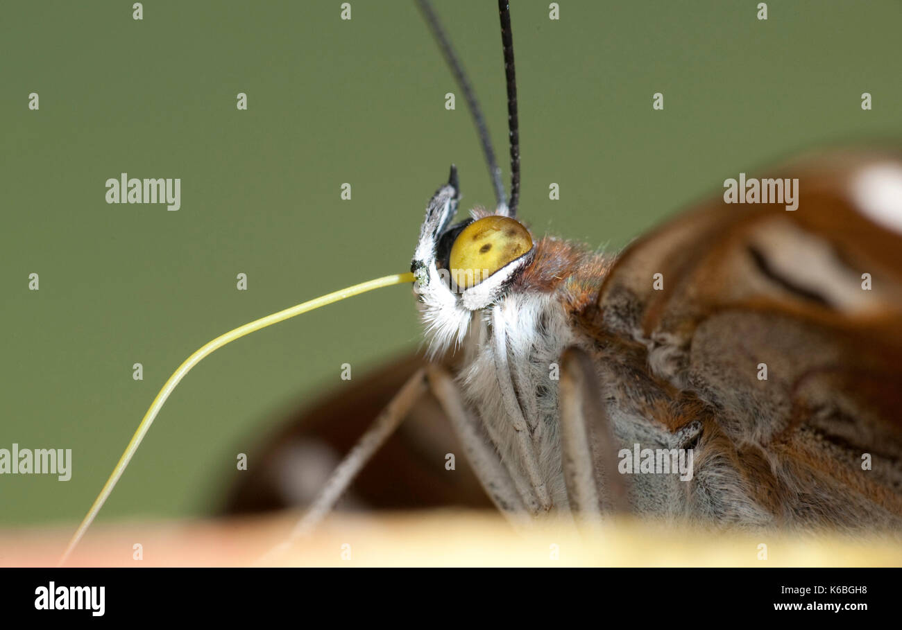 Viola imperatore butterfly, apatura iris, UK, con probiscus fuori, bere, Foto Stock