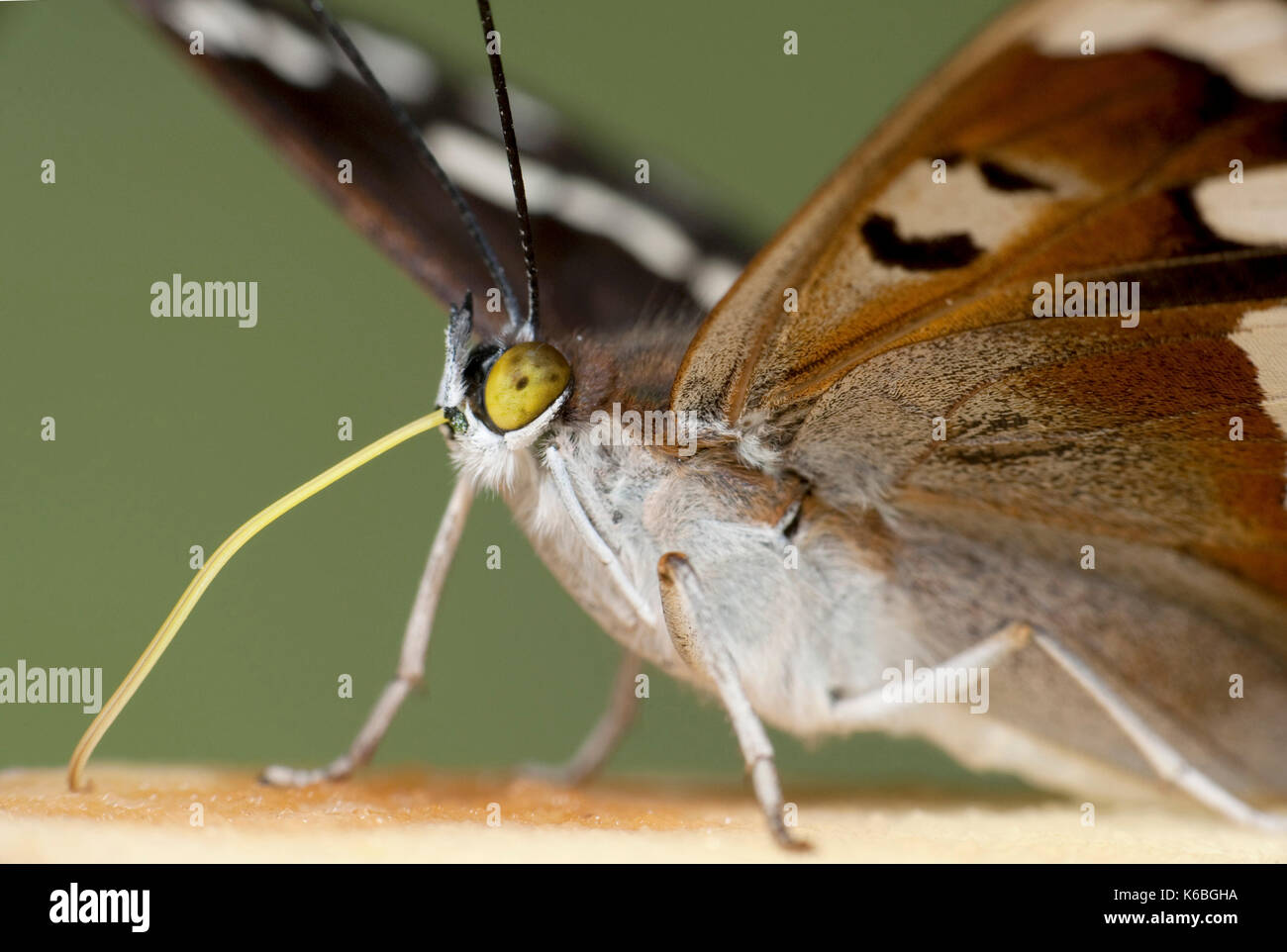 Viola imperatore butterfly, apatura iris, UK, con probiscus fuori, bere, Foto Stock