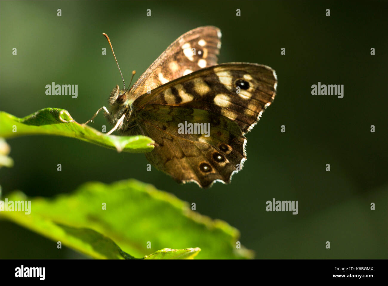 Chiazzato legno butterfly, pararge aegeria, il riscaldamento di per sé in patch di luce del sole per i boschi Foto Stock