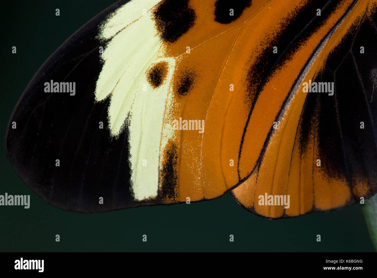 Close up di ala forma di heliconius melpomene :, butterfly, arancione colori nero e giallo, Foto Stock