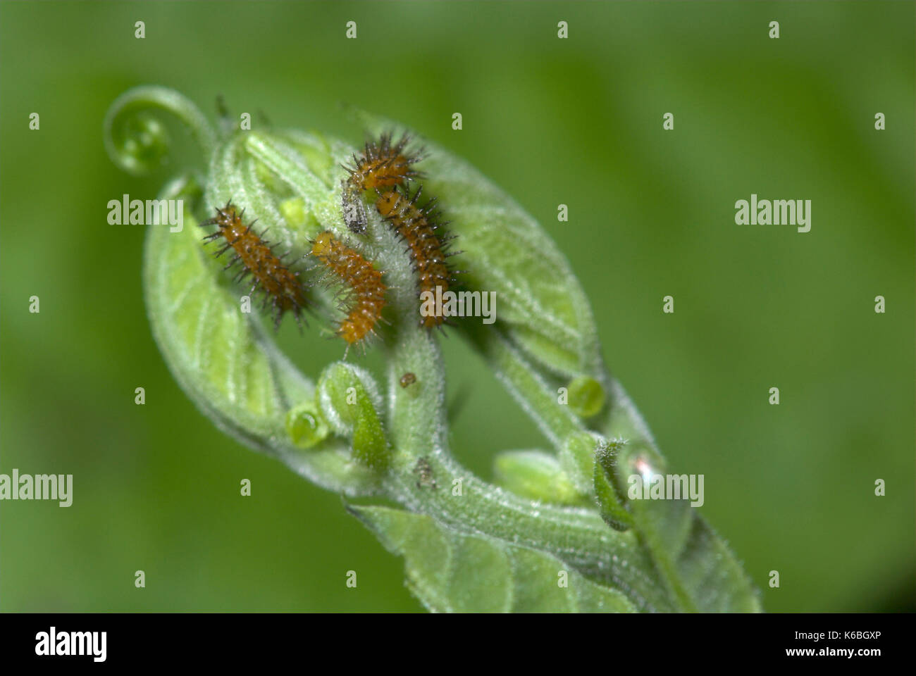 Giovani butterfly bruchi, zebra longwing, heliconius charithonia sulla foglia di passiflora, marrone con nero dorsali, larve di due o tre giorni Foto Stock