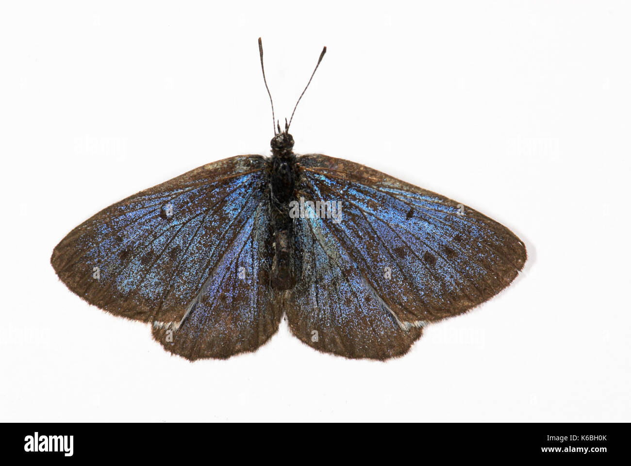 Grandi blue butterfly, maculinea arion, classificati come vulnerabili (vu d2) sulla lista rossa IUCN 1990, classificate come minacciate di estinzione nel Regno Unito (precedentemente uscire dalla Foto Stock