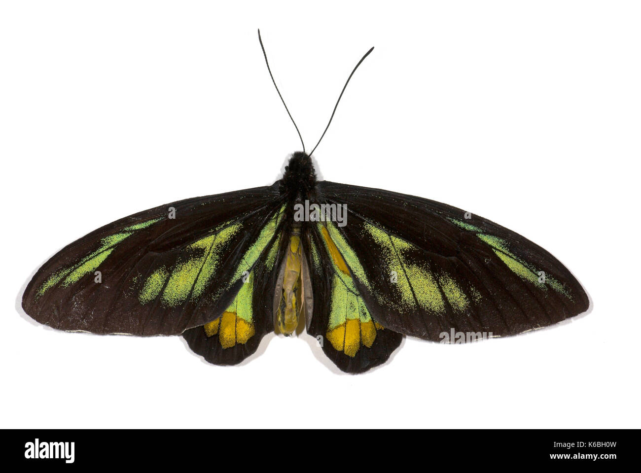 Rothschild della farfalla Papilionidae Ornithoptera, rothschildi, femmina, classificati come vulnerabili (vu d2) sulla lista rossa IUCN 2004 ed è elencata su appendi Foto Stock