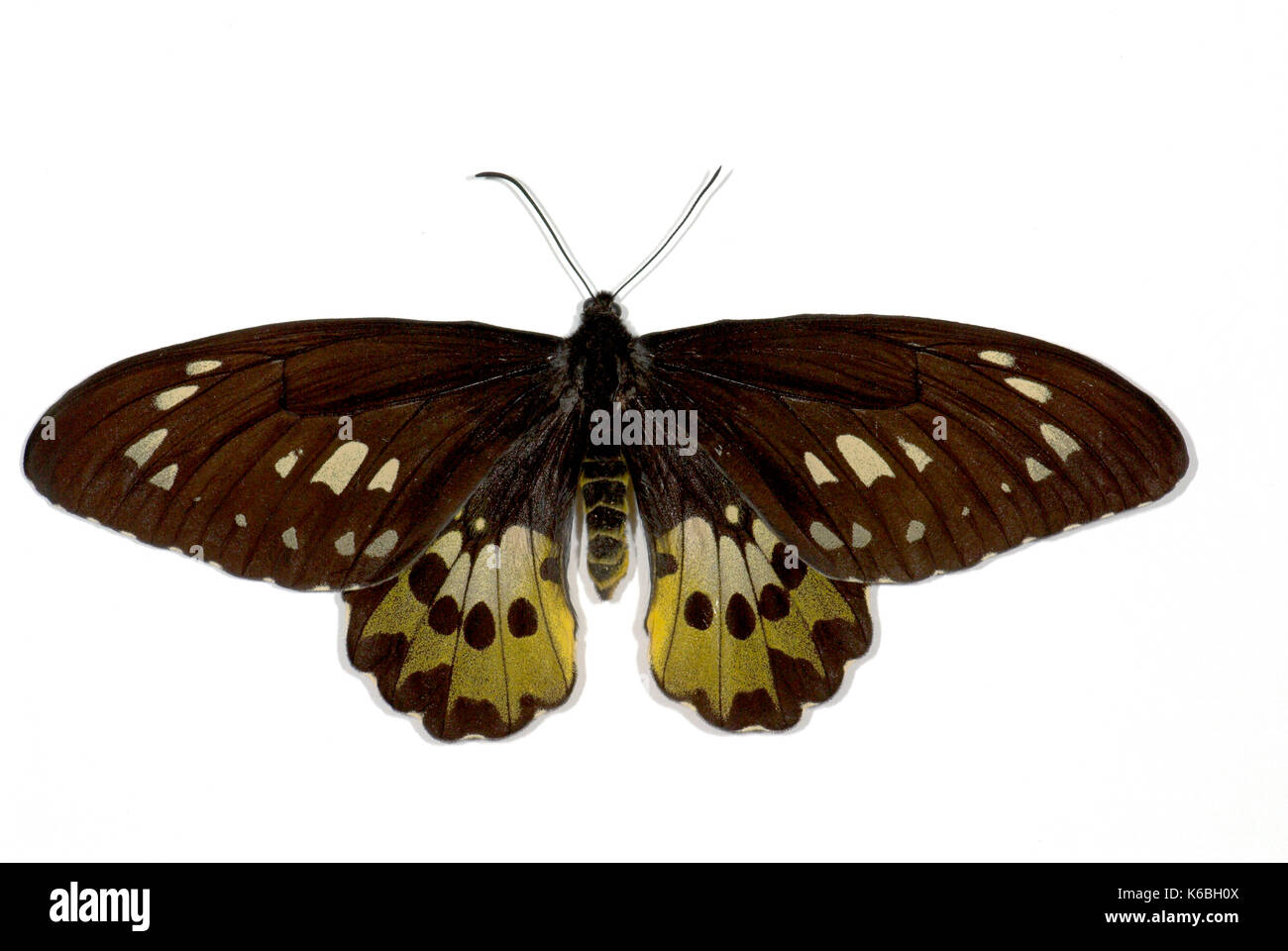 Rothschild della farfalla Papilionidae Ornithoptera, rothschildi, maschio, classificati come vulnerabili (vu d2) sulla lista rossa IUCN 2004 ed è elencata in Appendice Foto Stock