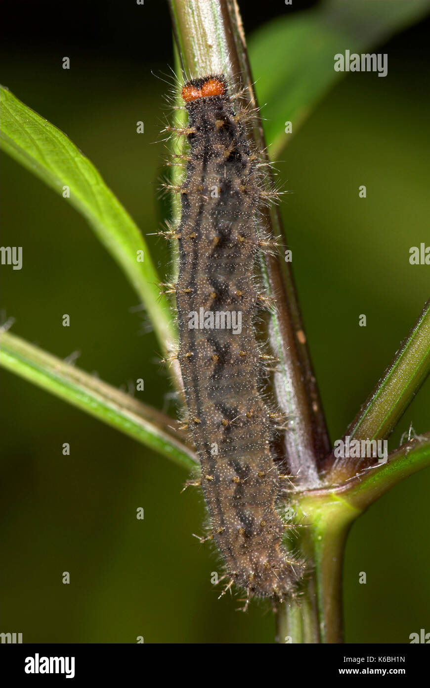 Uovo comune fly butterfly, Caterpillar, hypolimnas bolina, marrone spinosa, corna, pelosa Foto Stock