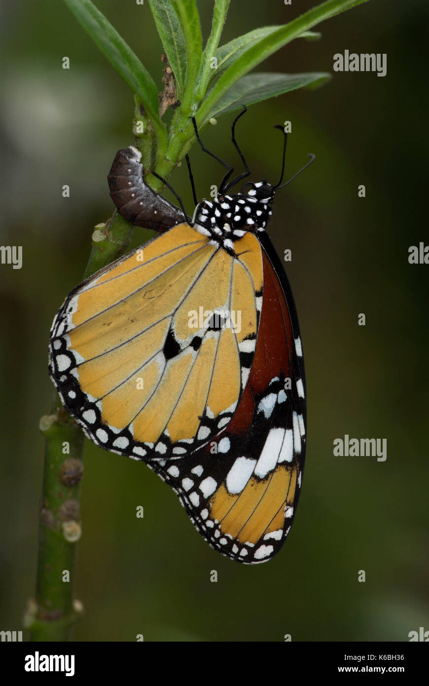 Plain tiger butterfly, danaus chrysippus, la posa delle uova il lato inferiore della balestra, femmina, brushfooted, famiglia nymphalidae, sgradevole alcaloidi ingerito assortiti Foto Stock