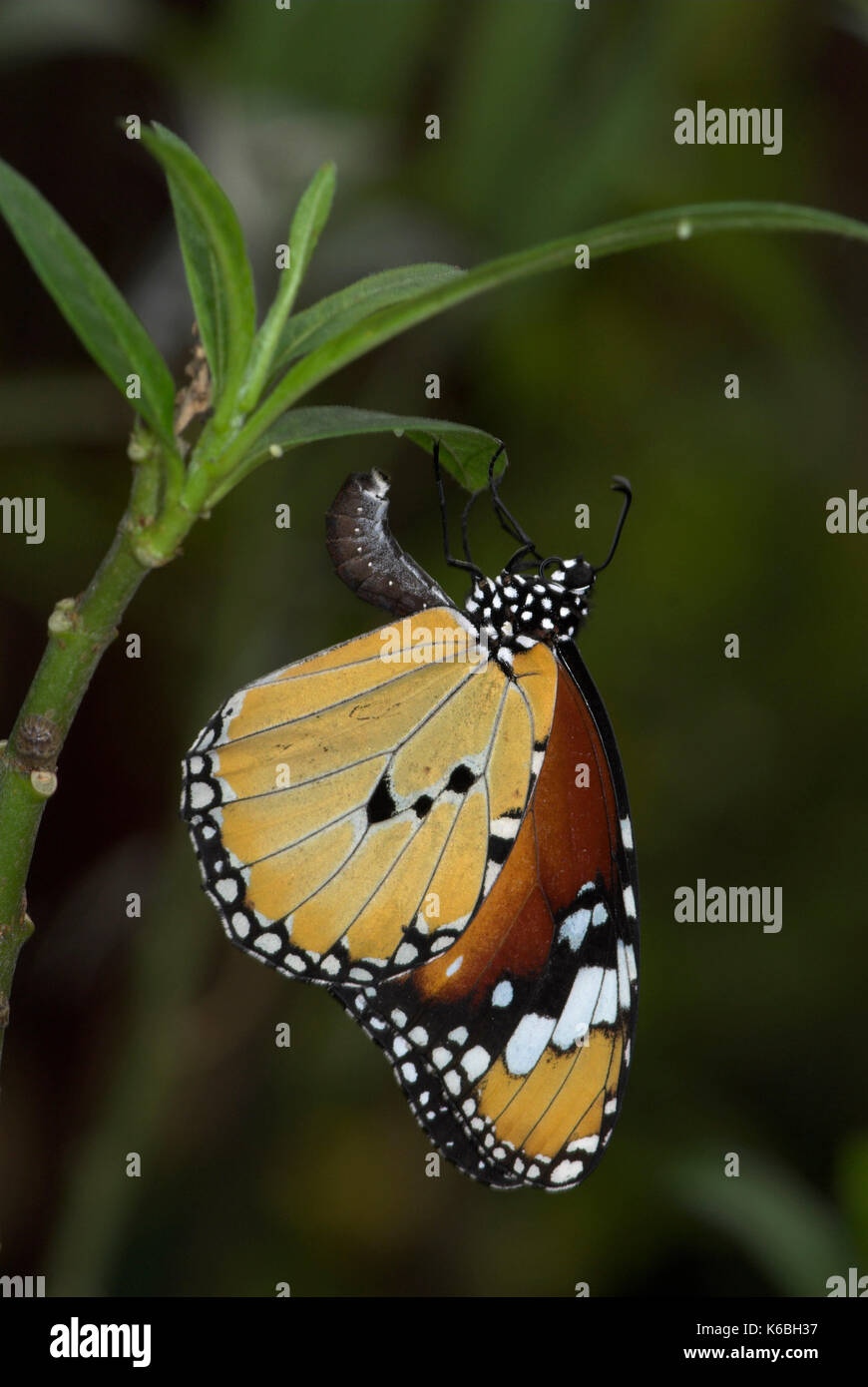 Plain tiger butterfly, danaus chrysippus, la posa delle uova il lato inferiore della balestra, femmina, brushfooted, famiglia nymphalidae, sgradevole alcaloidi ingerito assortiti Foto Stock