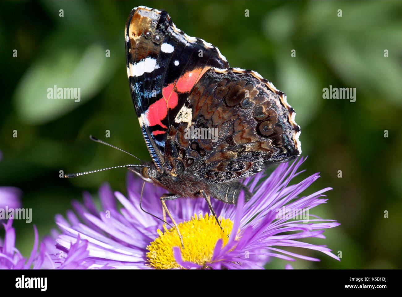 Red admiral butterfly, Vanessa Atalanta, alimentando il fiore, con la proboscide svolta, giardino Foto Stock