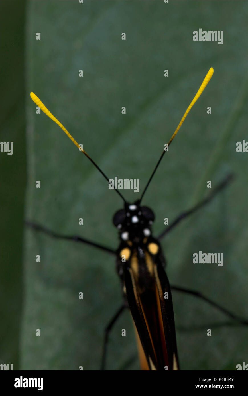 Close up di butterfly antenna, heliconius melpomene :, nero e giallo, arancione Foto Stock