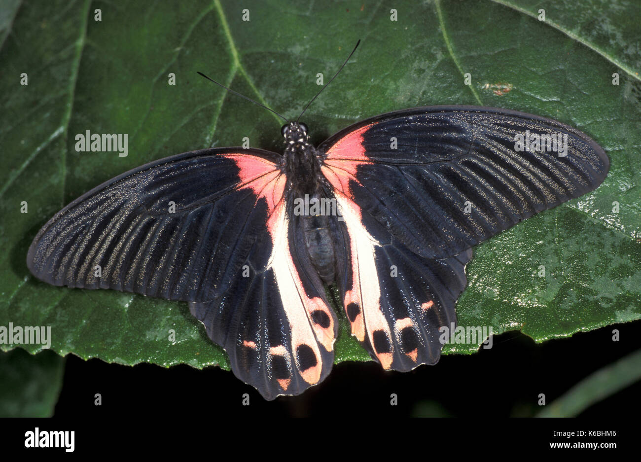 Grande Farfalla mormone, papilio memnon, femmina, alette aperte, Asia meridionale, a coda di rondine Foto Stock