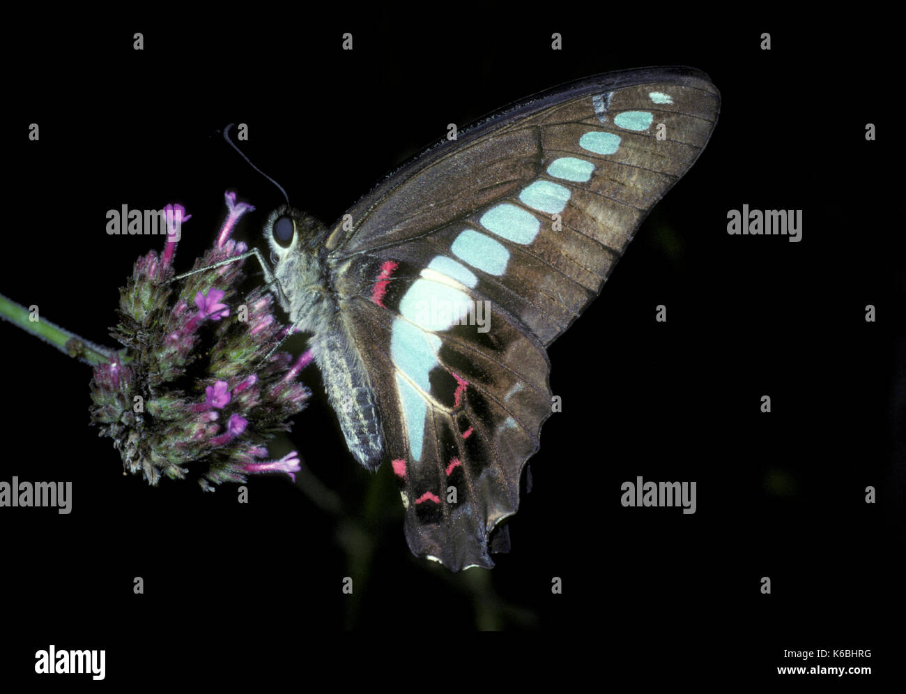 Comune di jay butterfly, graphium doson, Asia, vista laterale avanzamento sul fiore, papilionid tropicale (coda forcuta) Farfalla con blu pallido semi-trasparente c Foto Stock