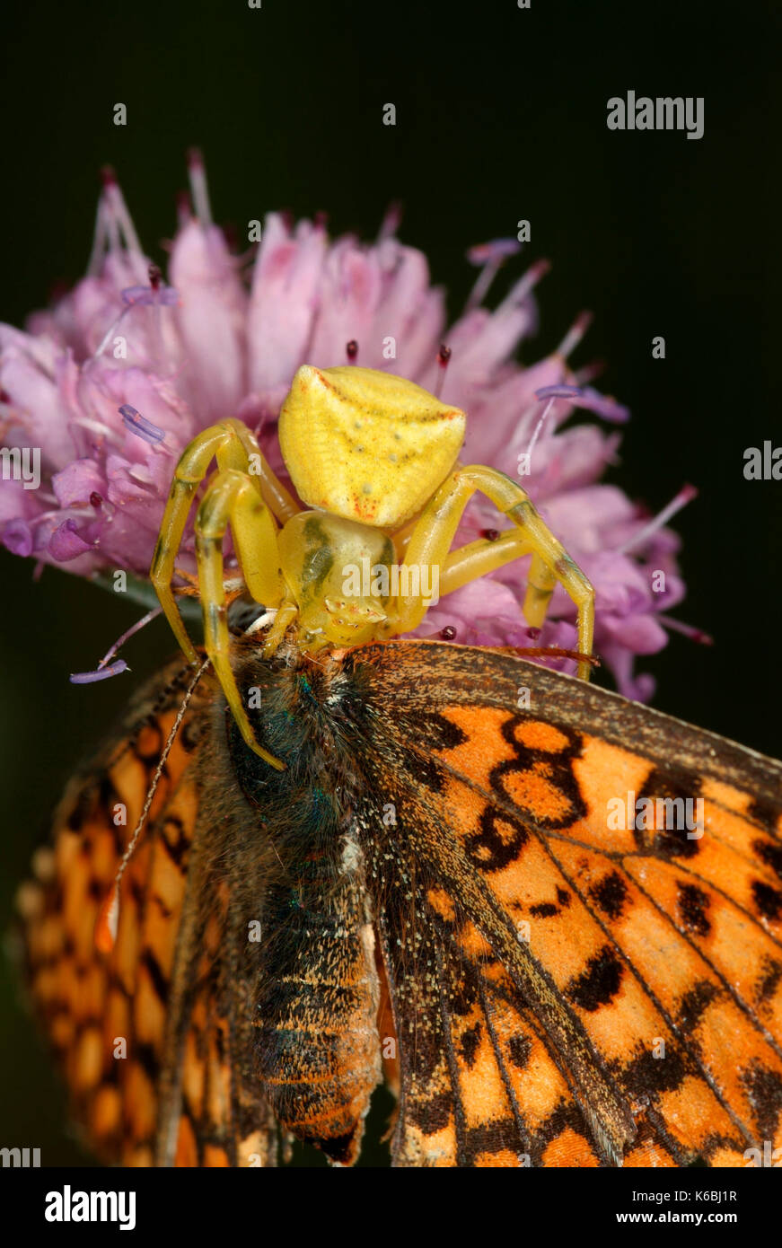 Heather ragno granchio, forma gialla, thomisus onustus con fritillary butterfly preda, alimentazione, sul fiore, Provenza Foto Stock