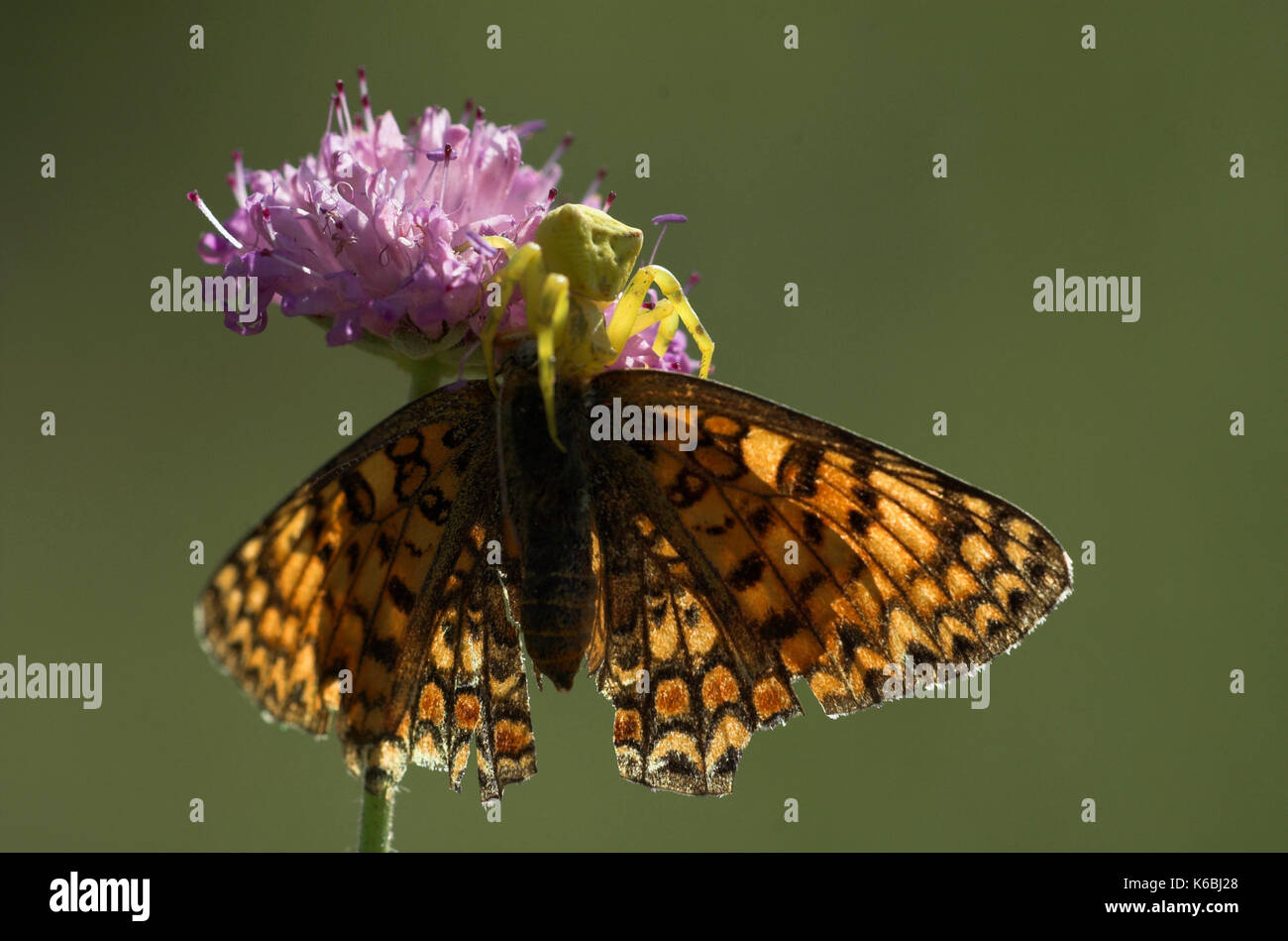 Heather ragno granchio, forma gialla, thomisus onustus con fritillary butterfly preda, alimentazione, sul fiore, Provenza Foto Stock