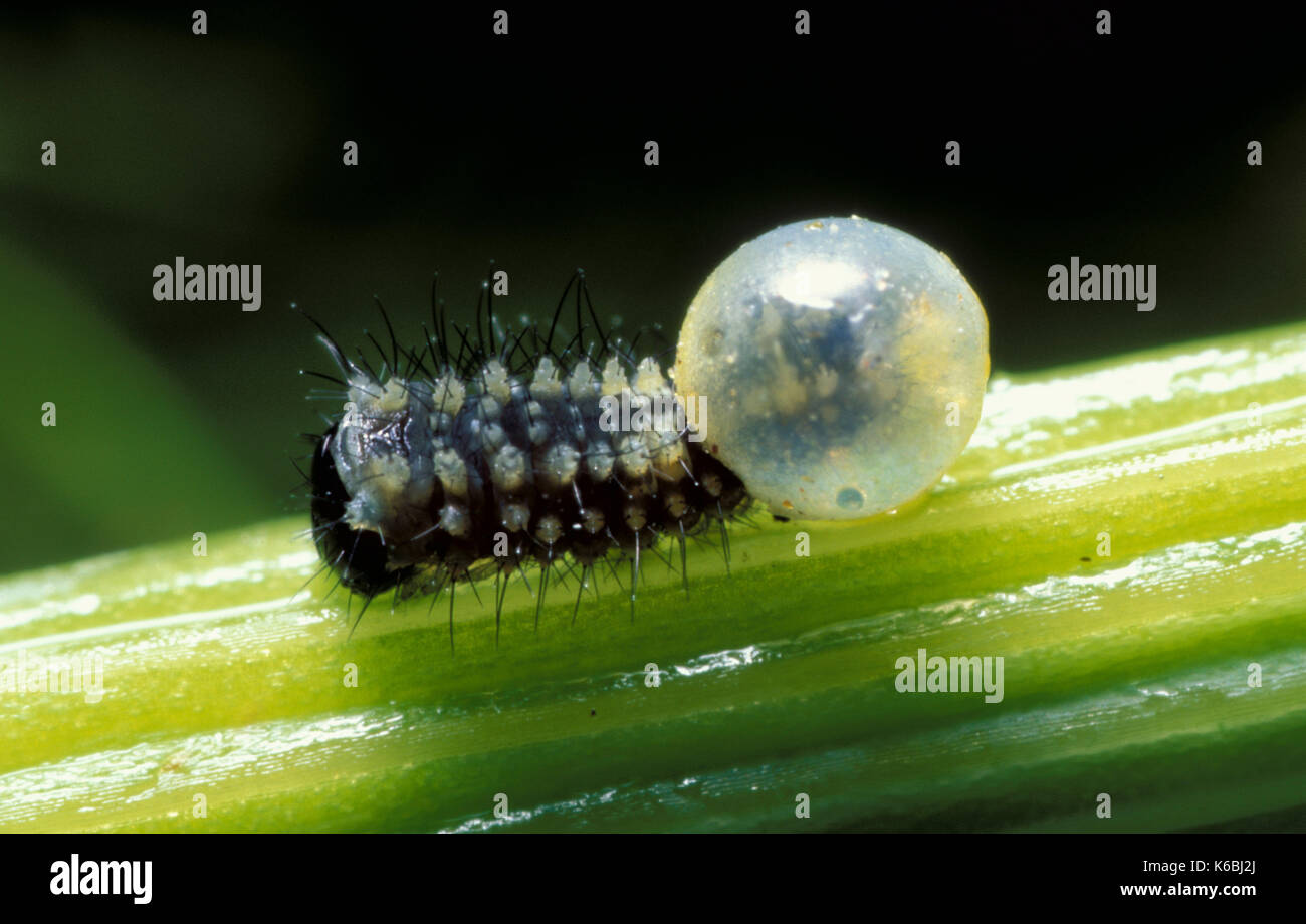 Coda forcuta butterfly - caterpillar emergenti da uovo ovuli lifecycle larve di insetto machaon papilio, macro Foto Stock