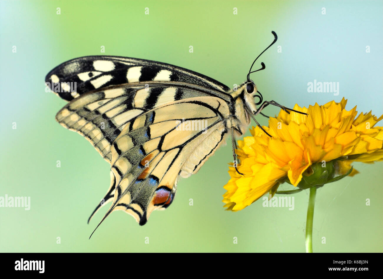 A coda di rondine, a farfalla papilio machaon, alimentando il fiore giallo, probiscus, lingua Foto Stock