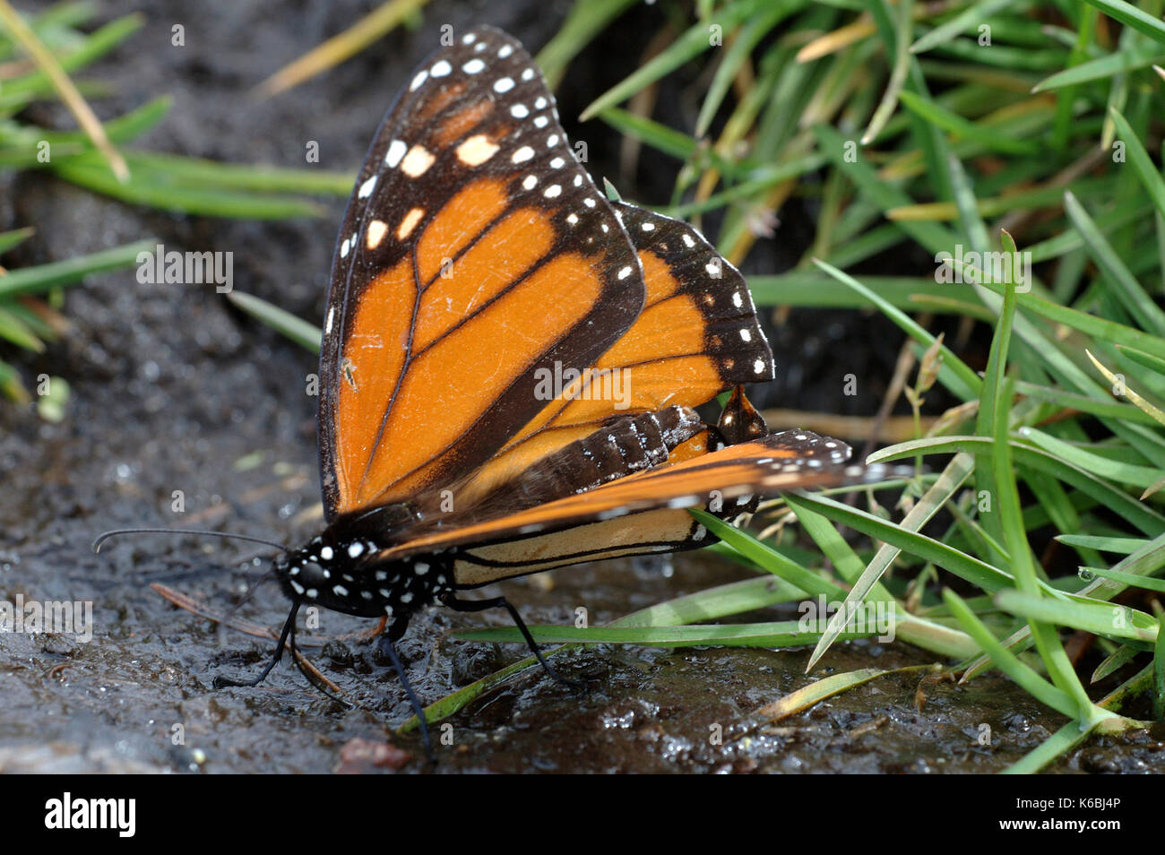 Farfalla monarca, danaus plexippus, el rosario riserva naturale, beveva al torrente, acqua, lifecycle metamorfosi arancione ala pattern Foto Stock
