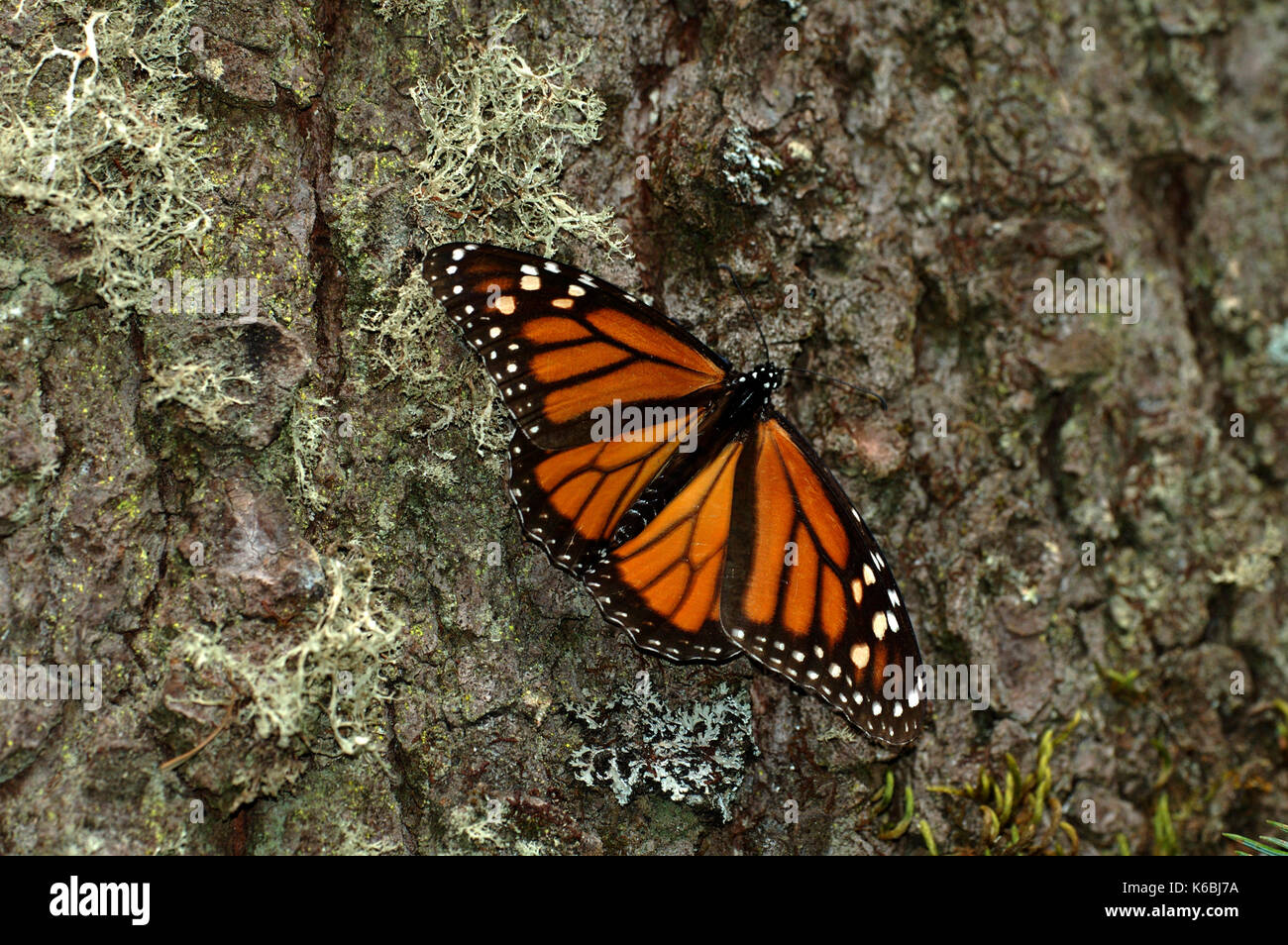 Farfalla monarca, danaus plexippus, el chincua riserva naturale, appoggiato sul tronco di albero, alette aperte, migrazione sono ' appollaiati sito metamorfosi del ciclo di vita Foto Stock