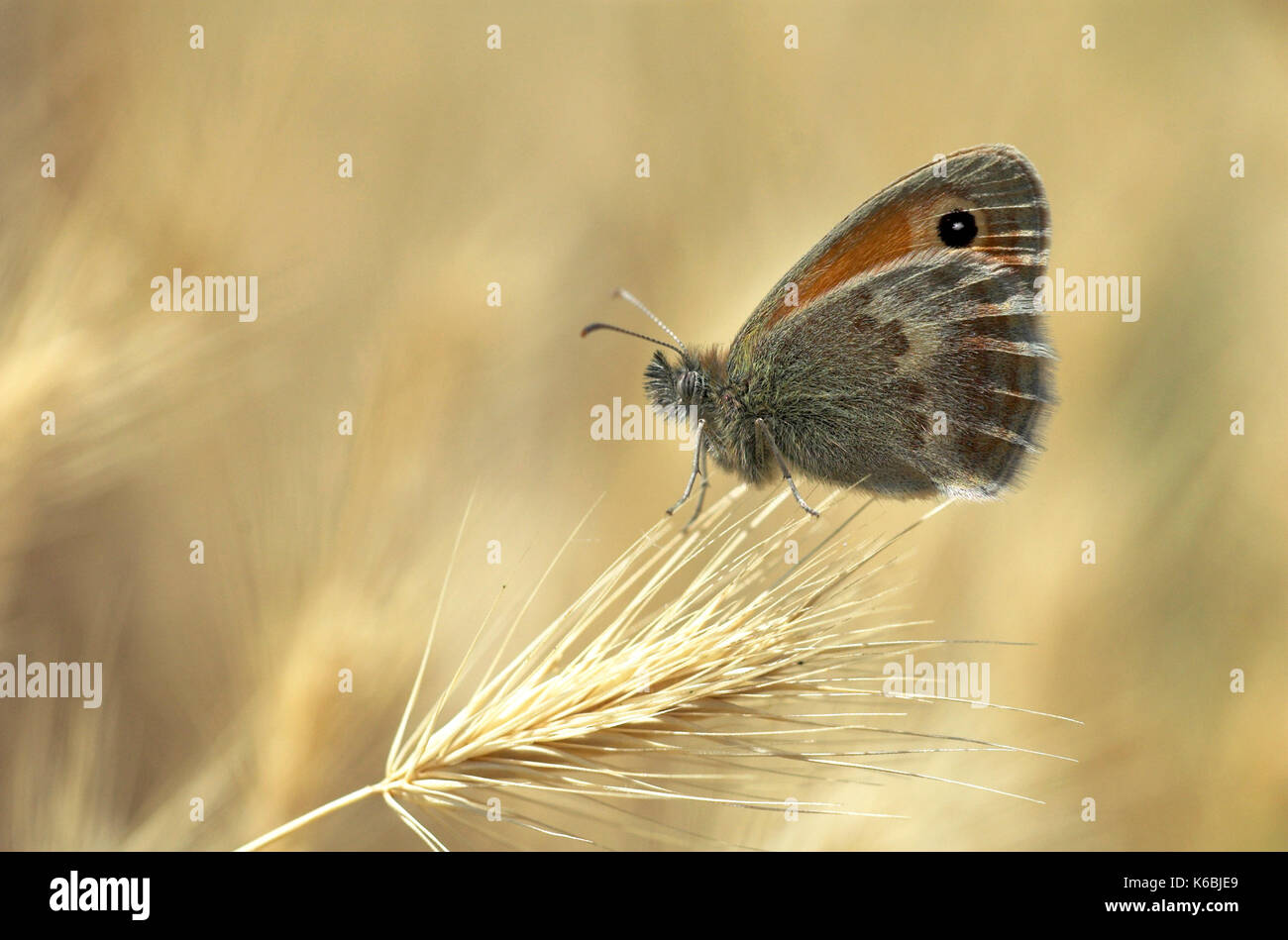 Small Heath butterfly, coenonympha pamphilus, in appoggio sulle sementi da prato che mostra la parte inferiore delle ali e eye spot, soft focus, Provenza Foto Stock