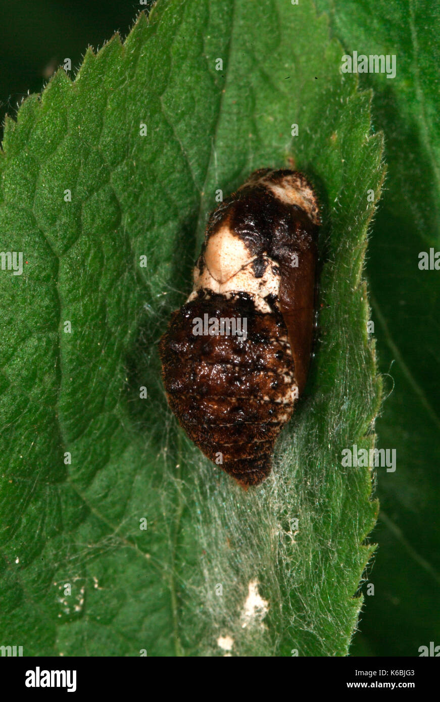 Hairstreak nero butterfly, crisalidi, strymonidia pruni, crisalide, sullo stelo di sloe, foodplant, assomiglia a bird caduta, mimetizzata Foto Stock