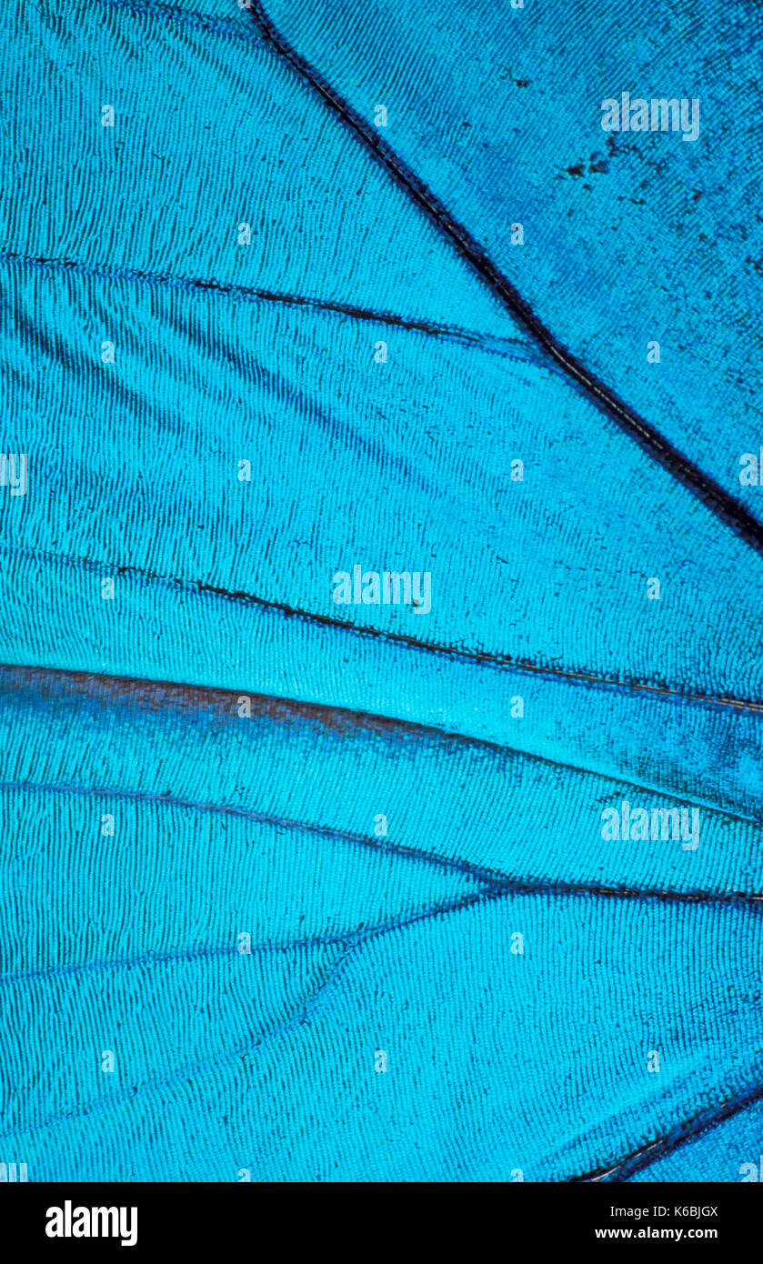Ala di farfalla scale, close up, macro, morpho nestira, blu, tecnica fotografica Foto Stock
