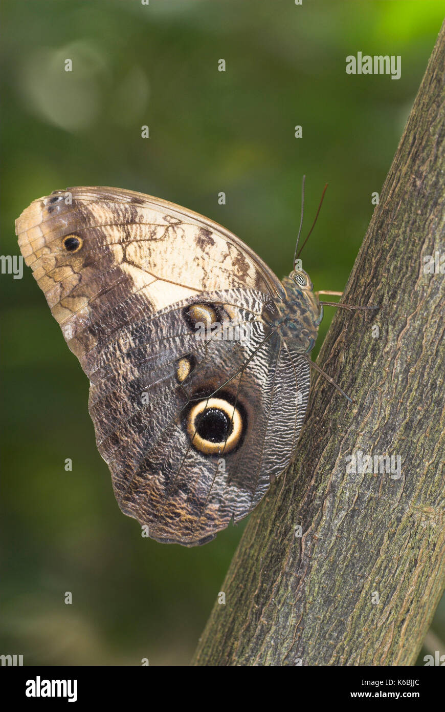 Farfalla civetta, caligo memnon, vista laterale in appoggio sul tronco di albero che mostra eye spot su ali Foto Stock