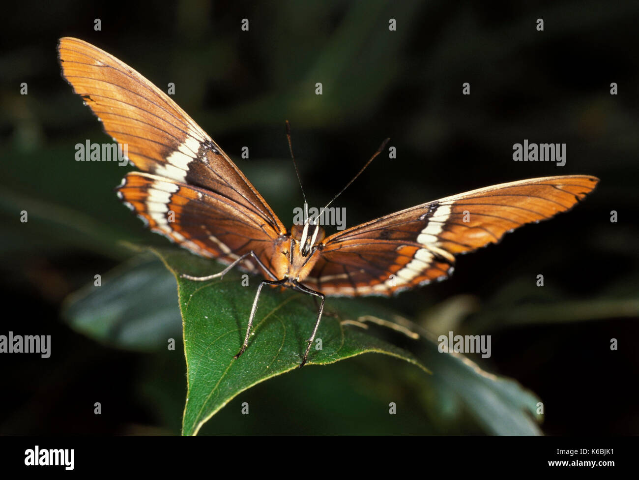 Epaphus spiroeta butterfly, marrone pagina di bambù, testa su Vista Foto Stock