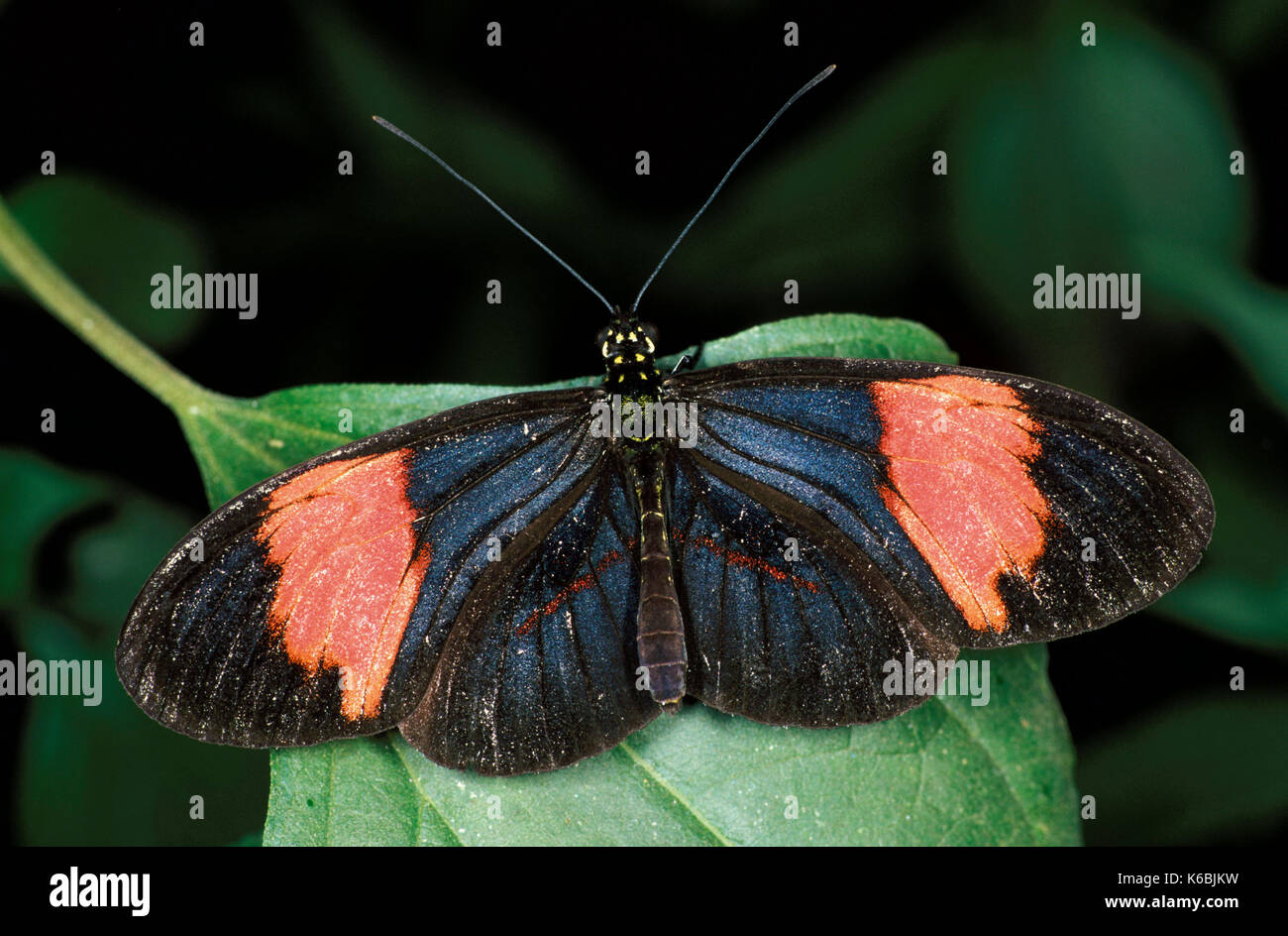 Heliconius melpomene : butterfly, fresting con alette aperte che mostra le bande di colore rosso Foto Stock