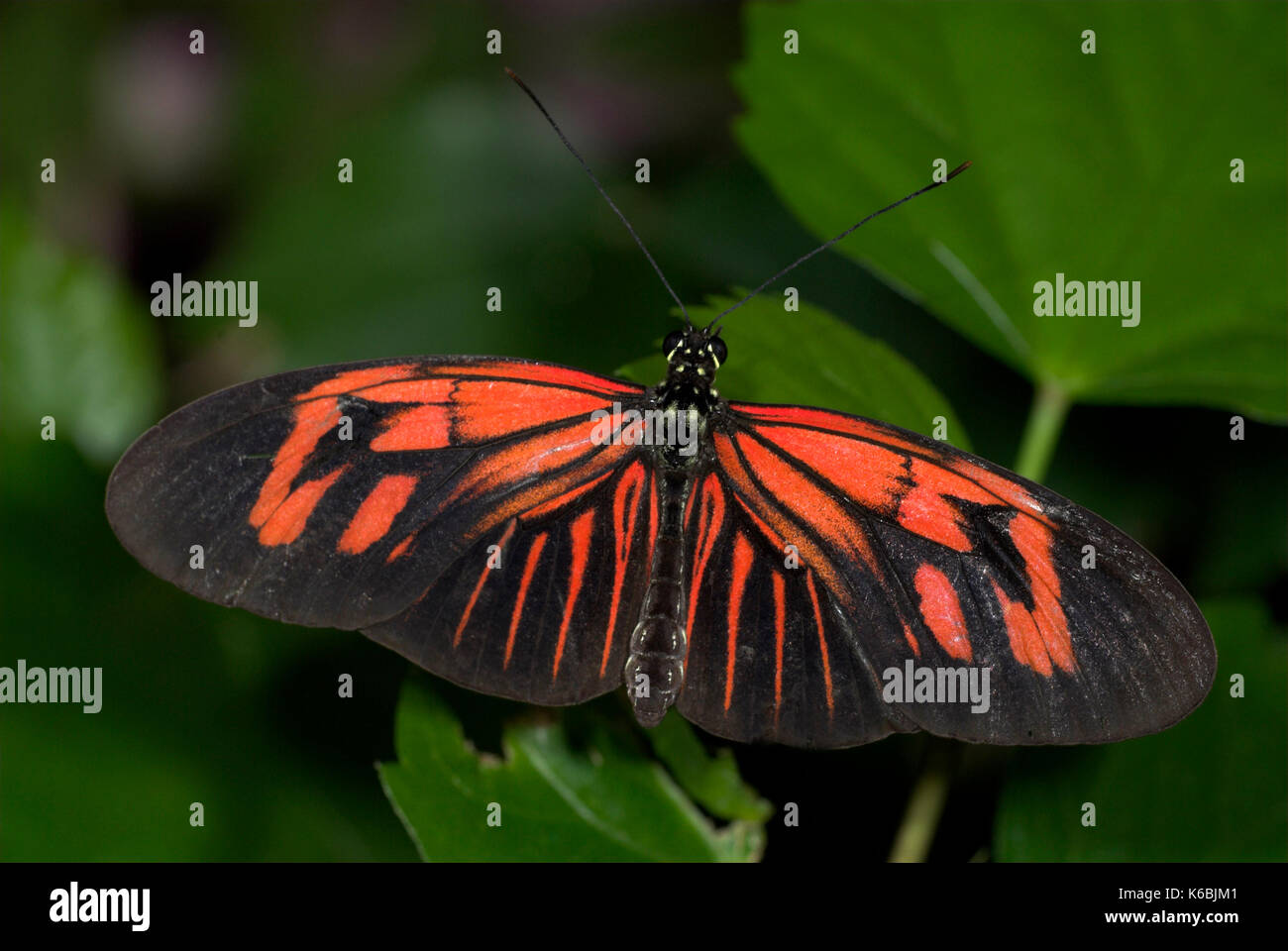 Heliconius melpomene :, portalettere butterfly, alette aperte, i colori rosso, SUD AMERICA Foto Stock