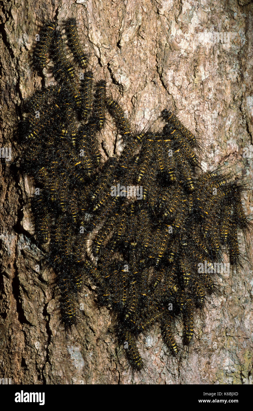 La foresta pluviale di bruchi, congregrating, specie sconosciute, nero e giallo hairy, butterfly Foto Stock