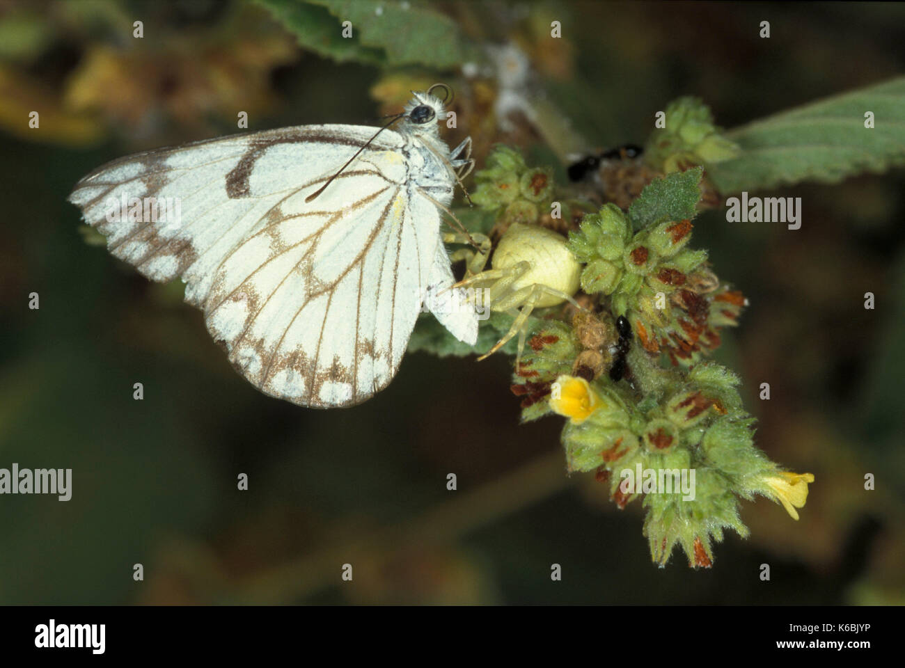 Belenois aurota butterfly, essendo mangiato, ucciso da ragno granchio, preda, Africa occidentale Foto Stock