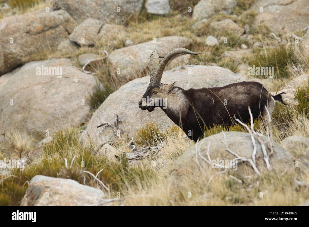 Ibex spagnolo - Stagione di accoppiamento Foto Stock