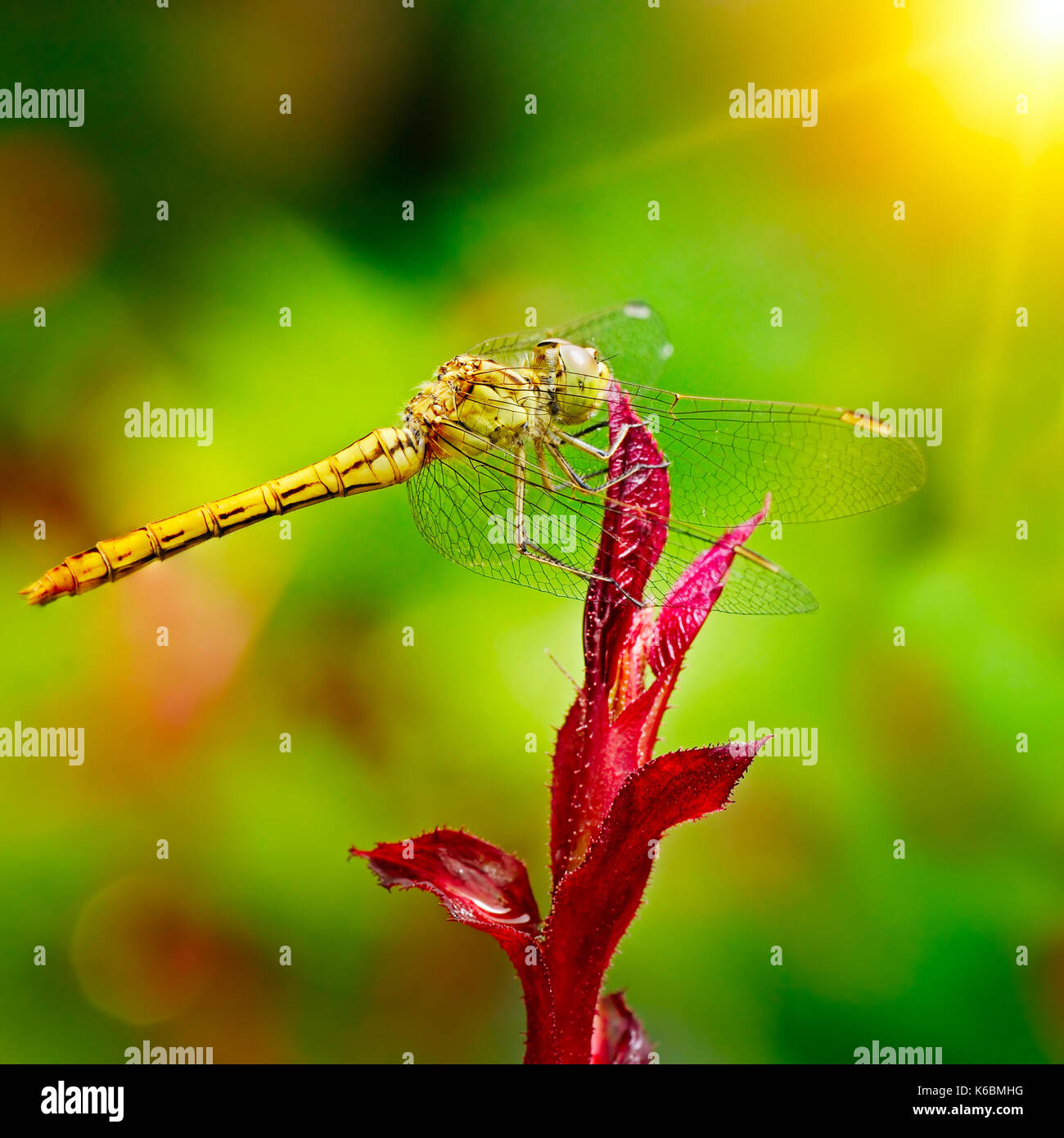Grandi dragonfly illuminata dal sole Foto Stock