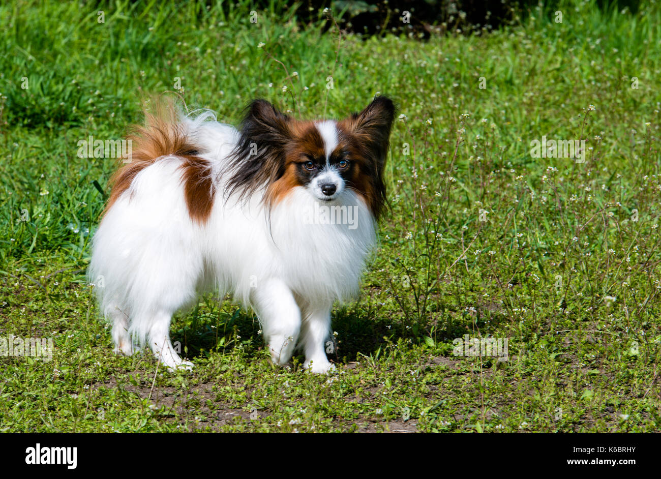 Papillon guarda avanti. Il papillon è sull'erba verde. Foto Stock