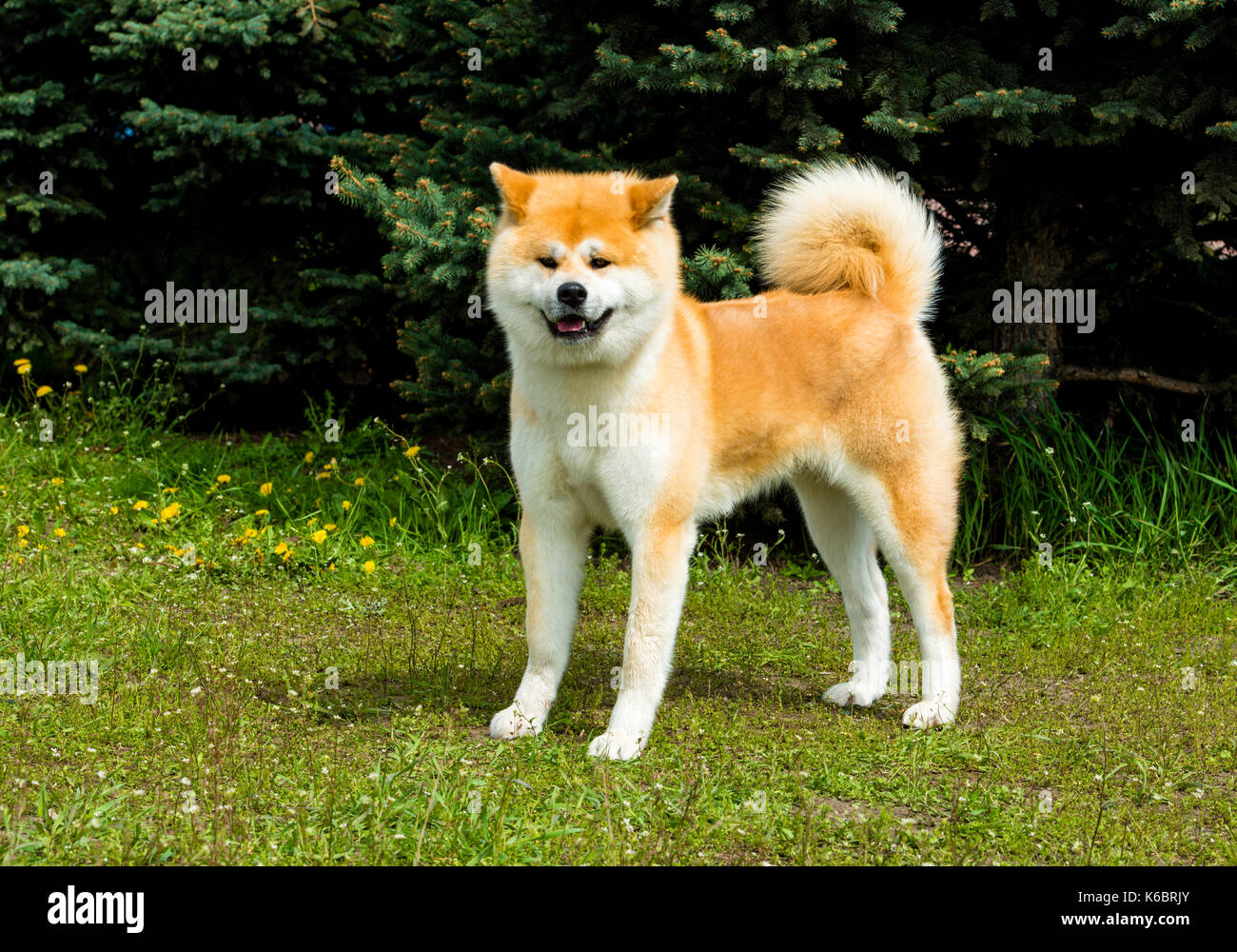 Il giapponese Akita inu guarda. Il giapponese Akita inu è nel parco. Foto Stock