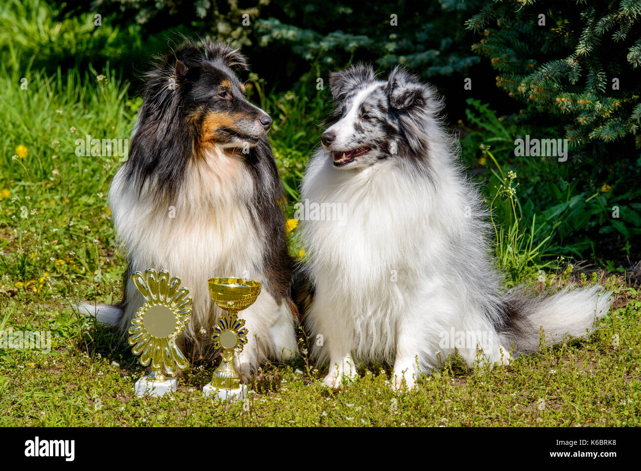 Due isole Shetland sheepdog. shetland sheepdogs sono sull'erba. Foto Stock