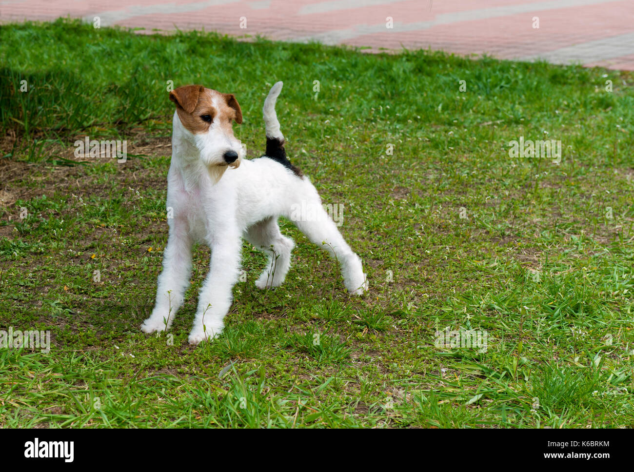 Fox Terrier Il fox terrier sorge nel parco. Foto Stock