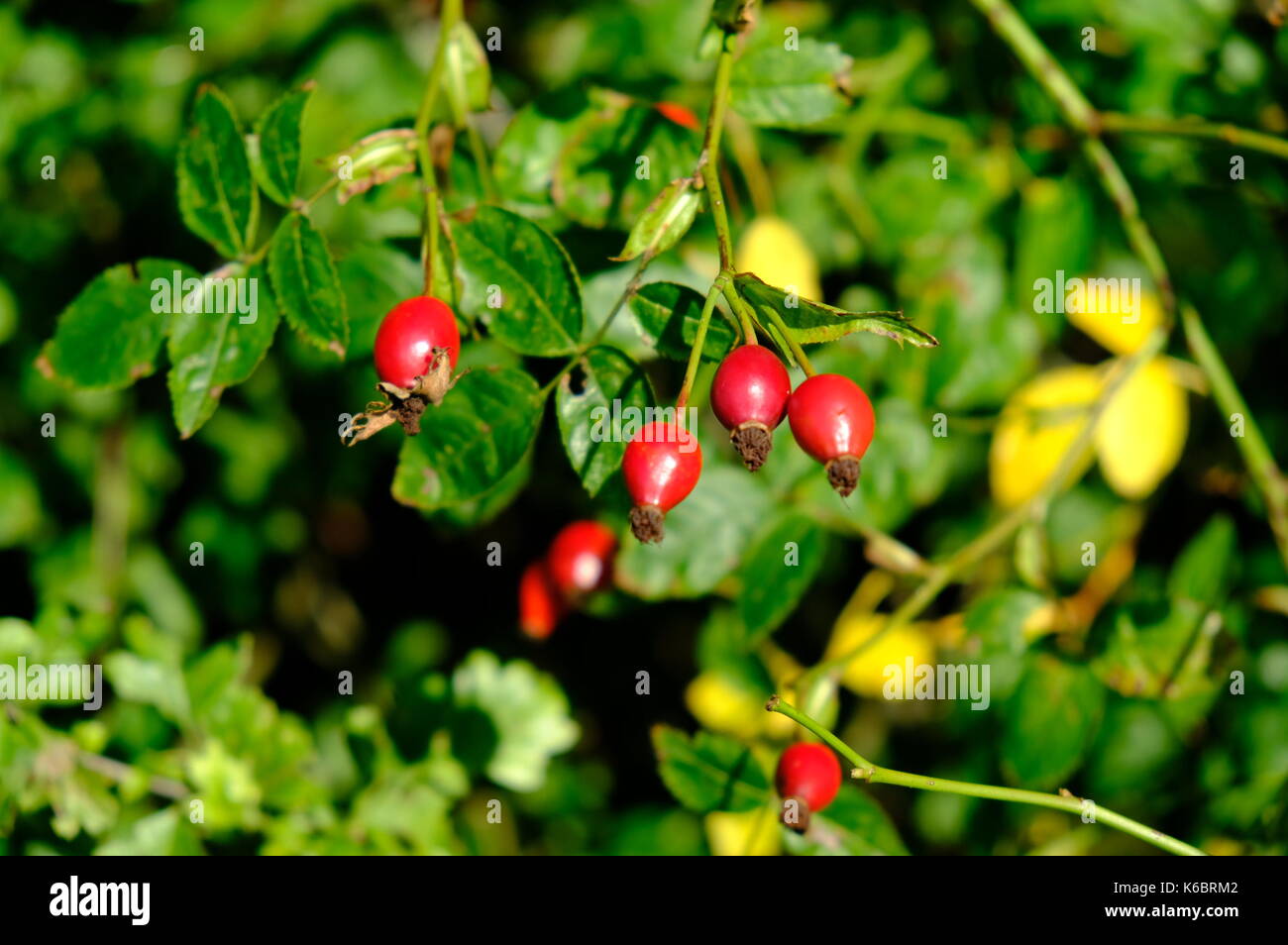 Red Rose Hips e bacche Foto Stock
