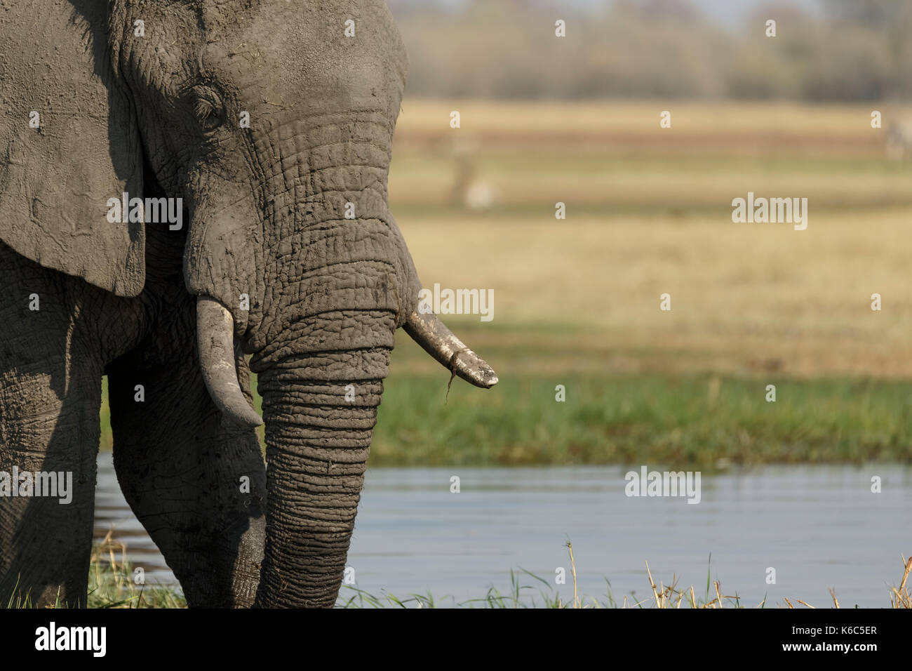 Elefante al fiume Khwai, Okavango Delta Foto Stock