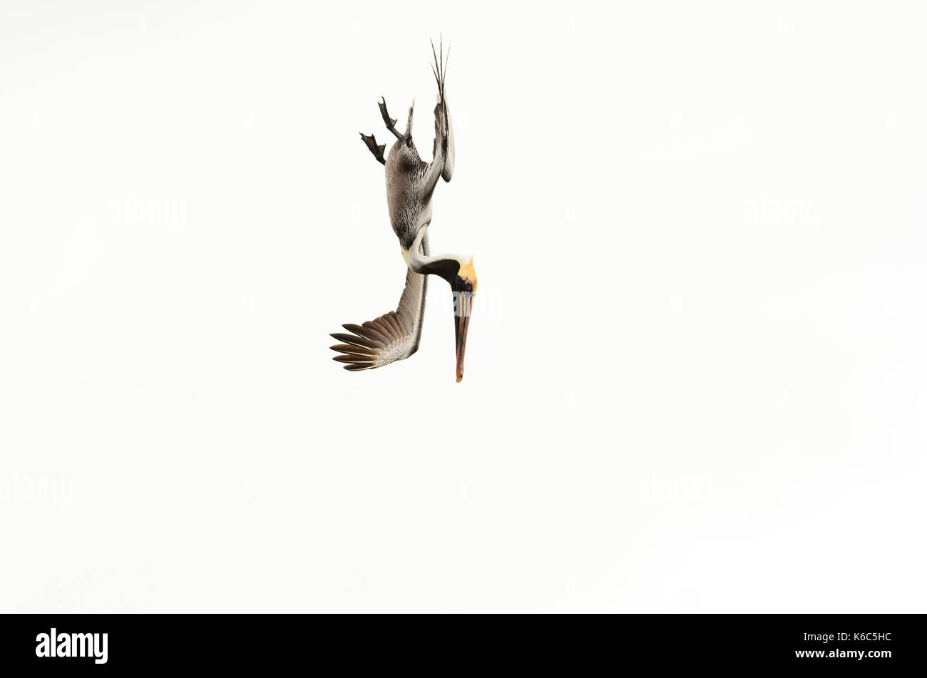 Pelican diving volare è un bellissimo feathered Pacific Coast pelican diving verso l'acqua oceanica. Foto Stock