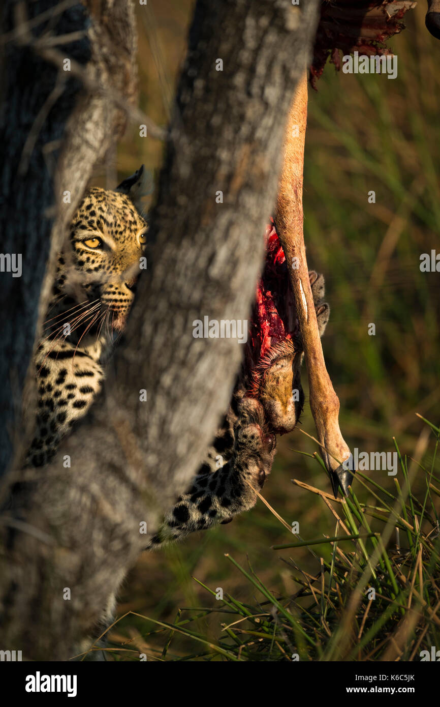 Giovani leopard su alimentazione impala nella struttura ad albero, Okavango Delta, kwai, Botswana Foto Stock