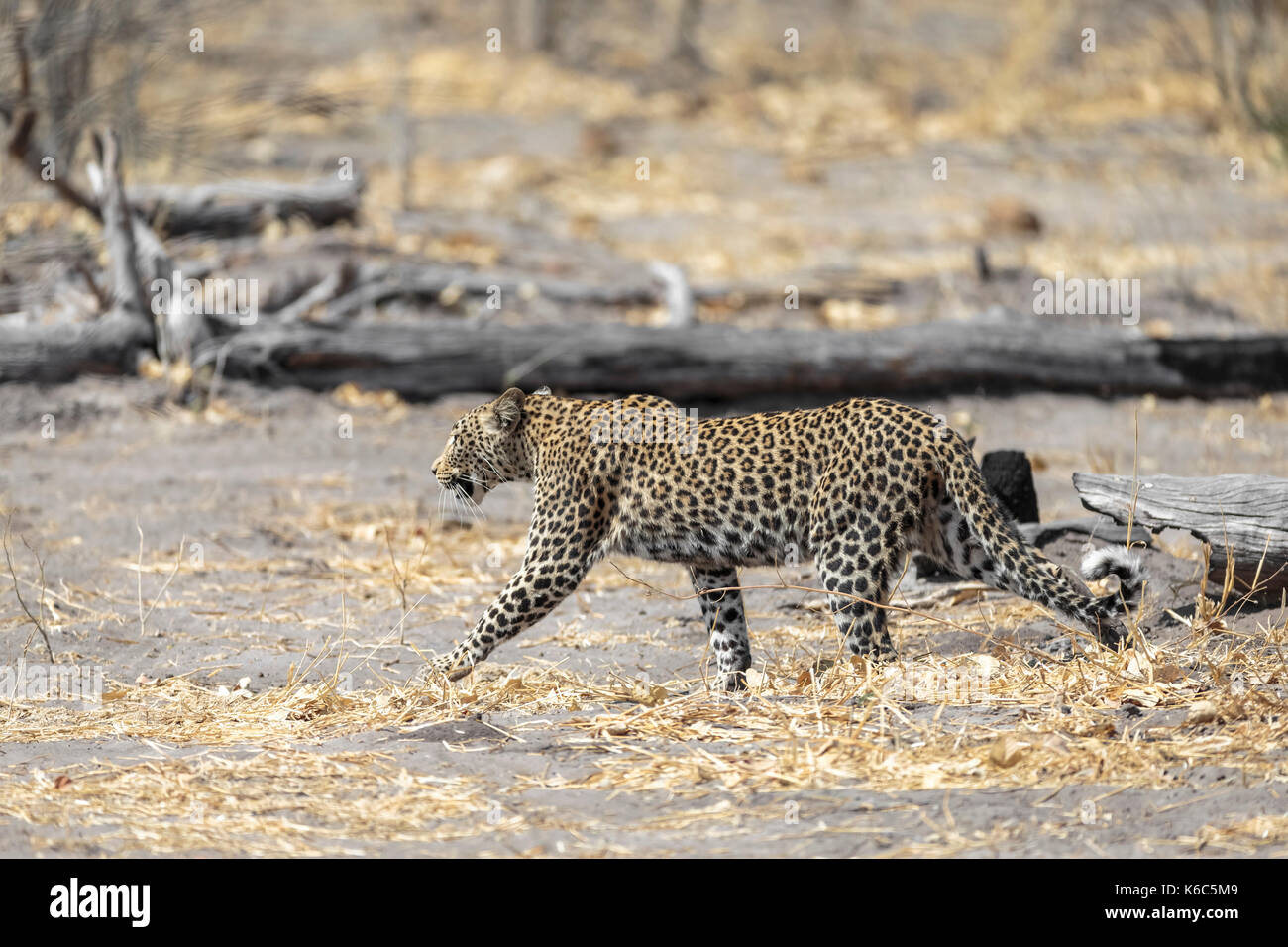 Leopard sul movimento, kwai, Okavango Delta, Botswana Foto Stock