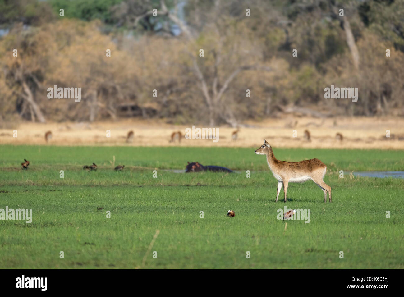 Lechwe rosso in marsh, Okavango Delta, kwai, Botswana Foto Stock