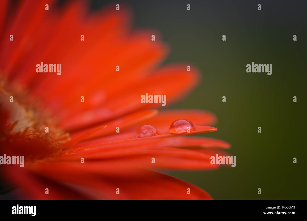 Macro close up fiore immagine fotografia di Gerbera daisy fiore in un rosso di colore arancione, con gocce di acqua e copia spazio con giardino verde sullo sfondo Foto Stock
