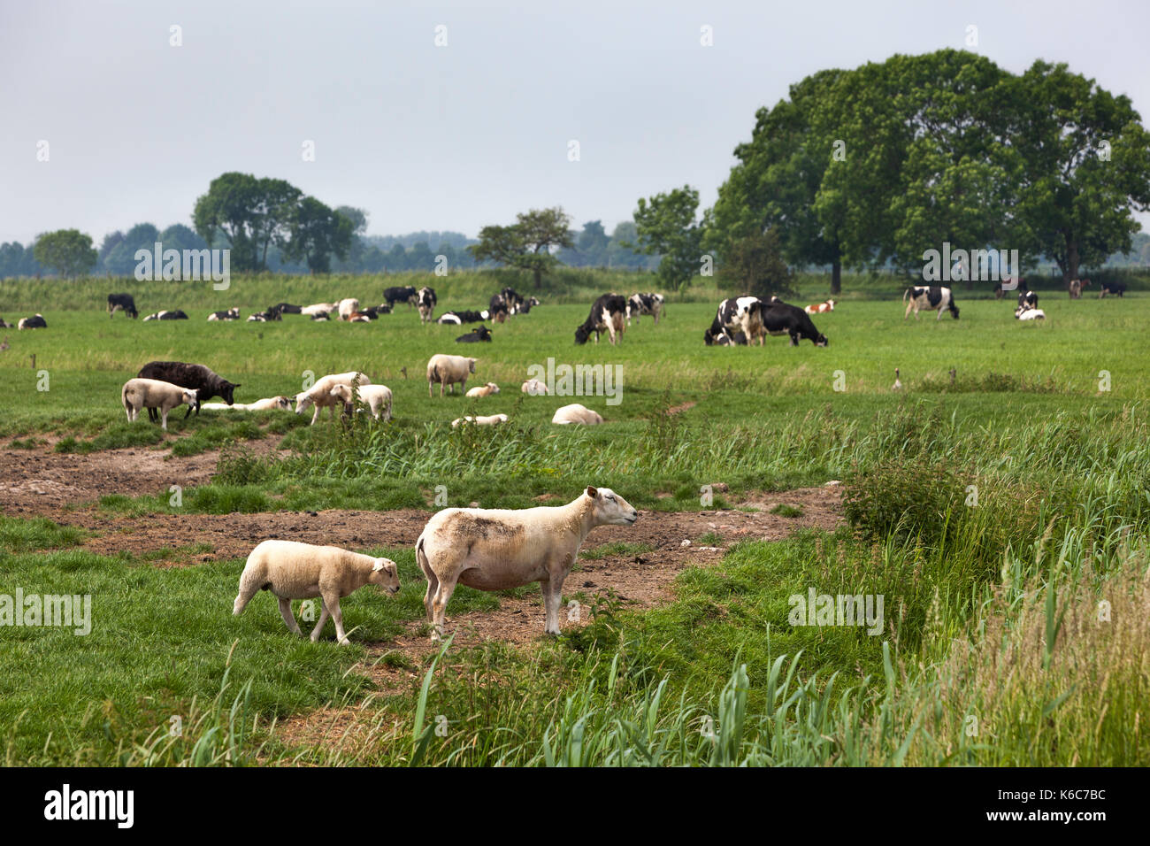 Agnelli Ovini e le mucche al pascolo su pascolo verde nei Paesi Bassi Foto Stock