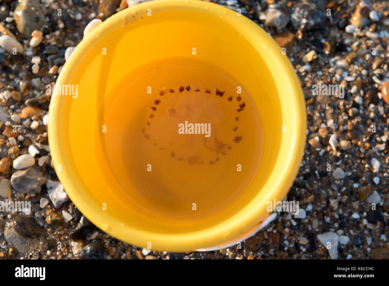 Medusa in un secchio giallo su una spiaggia Foto Stock