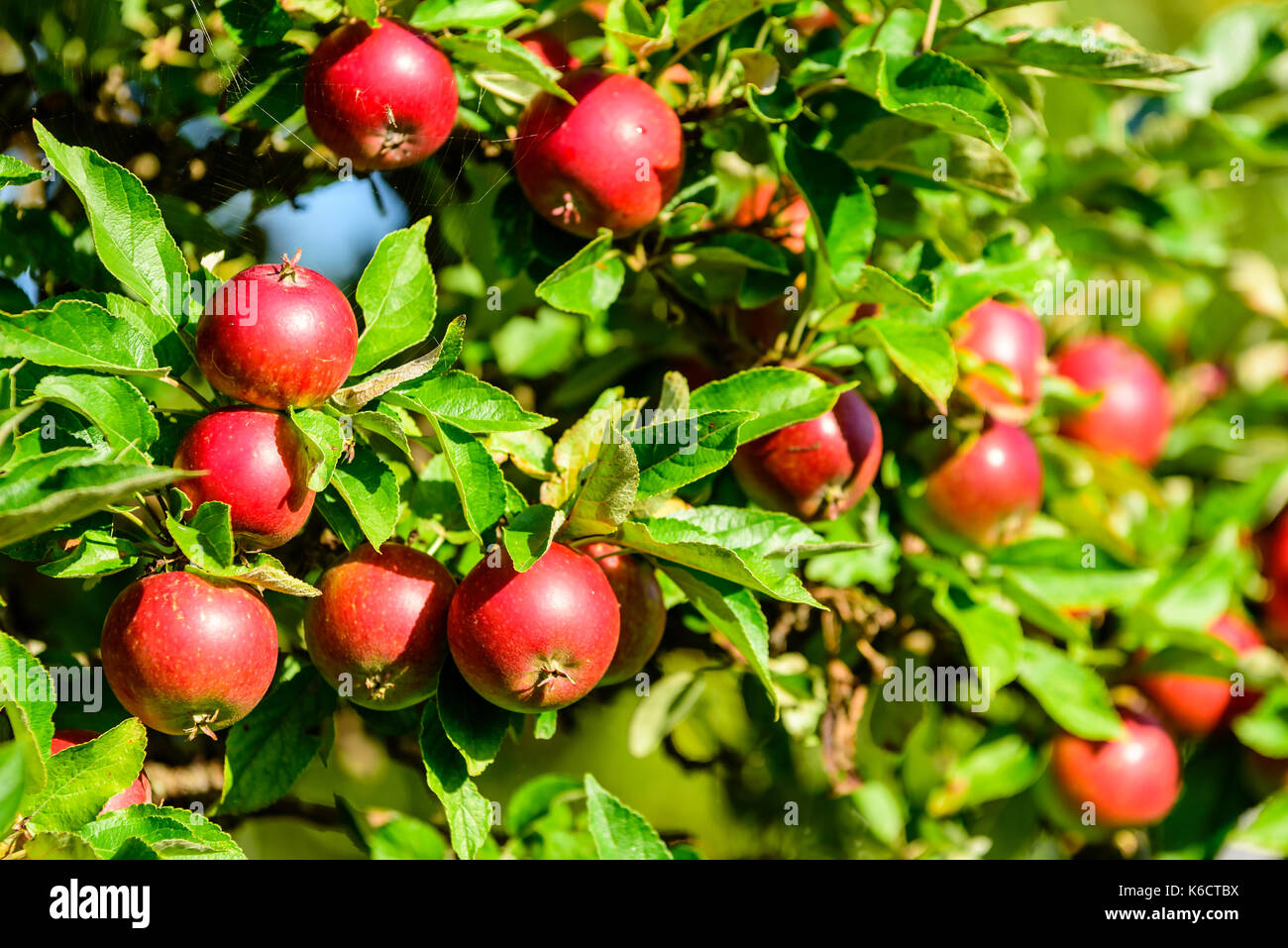 Autunno rosso le mele su un albero. quasi maturi per il prelievo. Foto Stock