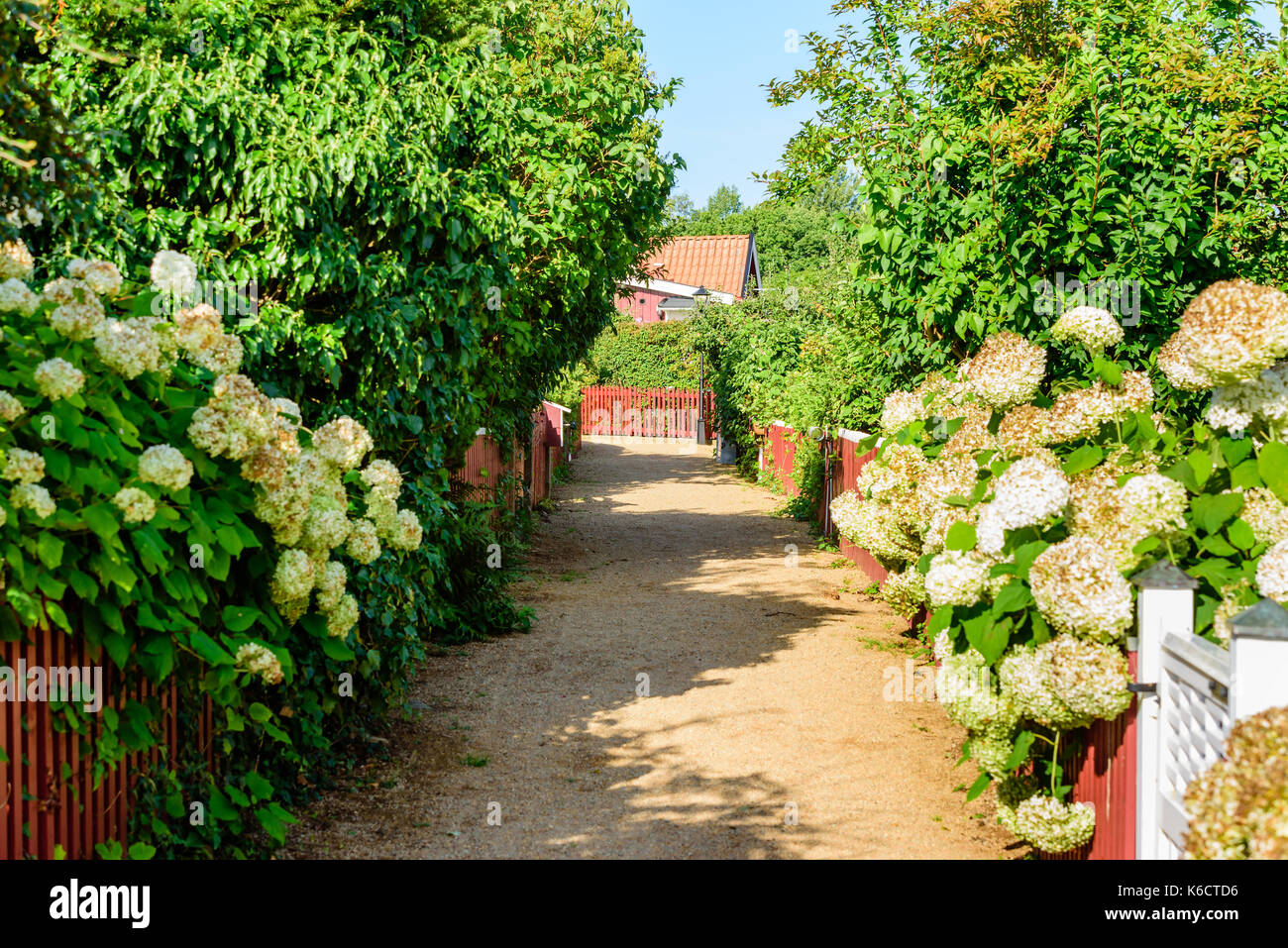 Corsia di ghiaia in allotment area con picket recinzioni, cespugli e fiori. Foto Stock