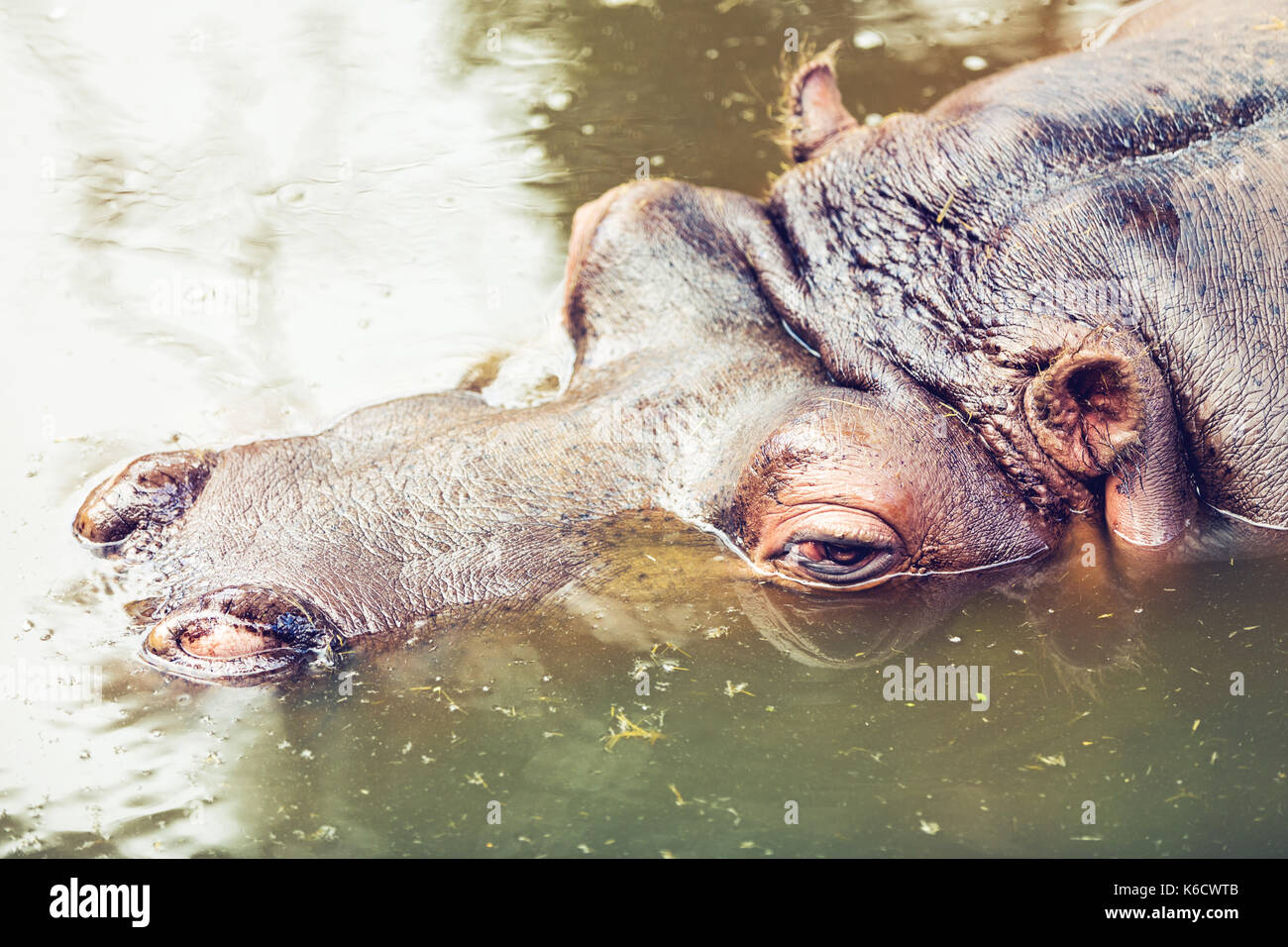Ippopotamo rilassante nell'acqua. testa closeup Foto Stock