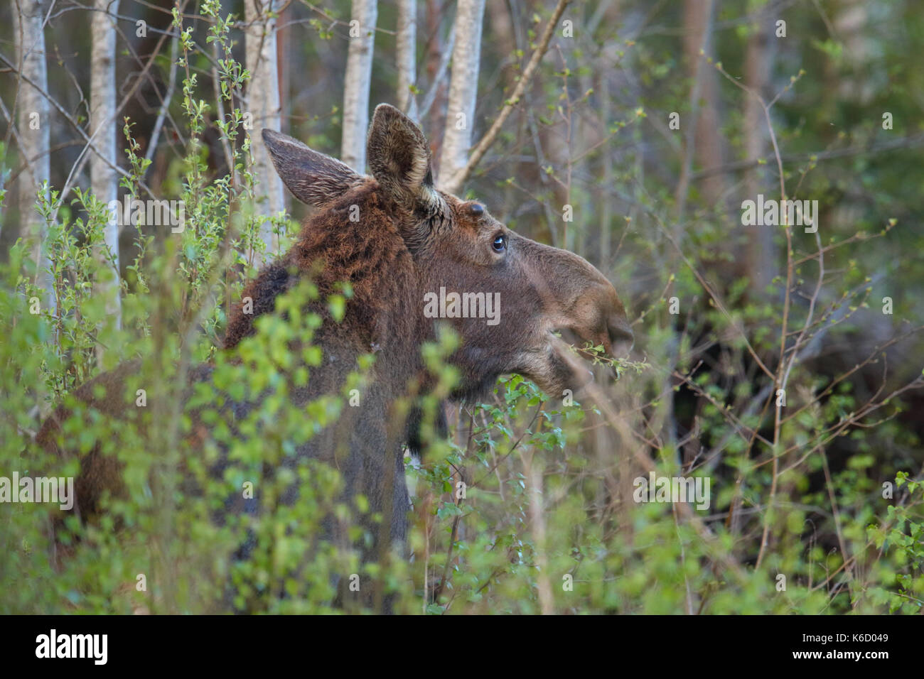 Eurasian Elk aka Alce (Alces alces) in primavera, Europa Foto Stock